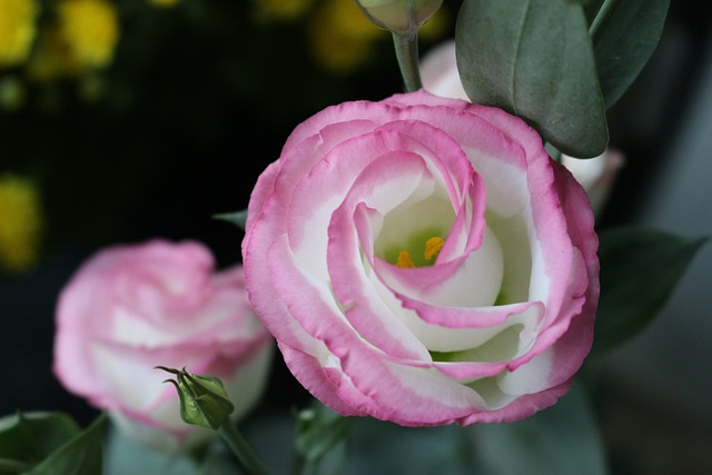 Hvilke blomster å gi til en første date?